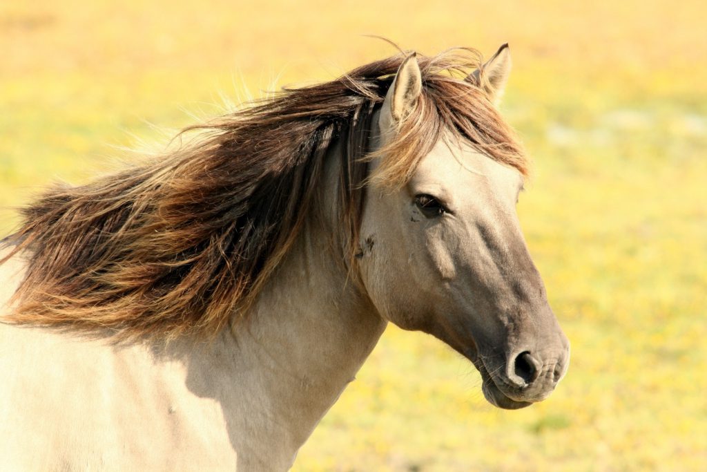Letselschade paard, letselschade veroorzaakt door een paard, val van paard, paardenbeet