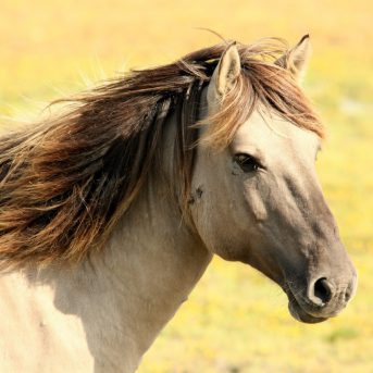 Letselschade paard