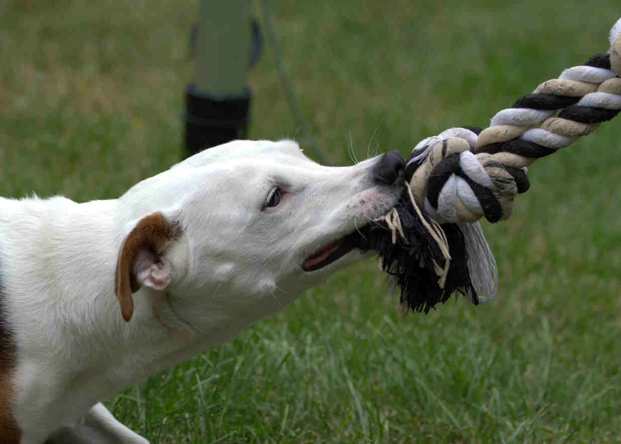 smartengeld hondenbeet, smartengeld gebeten door hond, hoeveel smartengeld na hondenbeet