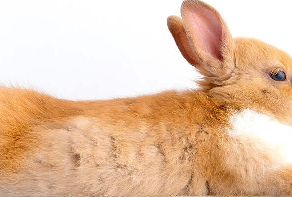 achteraanrijding door overstekend dier, kopstaartbotsing door overstekend dier, aanrijding door konijn op de weg, Mag ik remmen voor een konijn op de weg, Rechtbank Den Haag 22 januari 2026, ECLI:NL:RBDHA:2026:2094