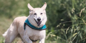 Fietser schrikt valt overstekende hond, val door overstekende hond, Rechtbank Midden-Nederland 23 juli 2026, ECLI:NL:RBMNE:2026:5103