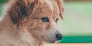 Gebeten door een hond, hondenbeet, schadevergoeding hondenbeet,