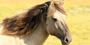 Letselschade paard, letselschade veroorzaakt door een paard, val van paard, paardenbeet